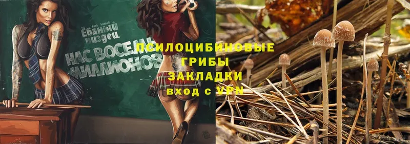 гидра как зайти  Козельск  Галлюциногенные грибы Psilocybe 